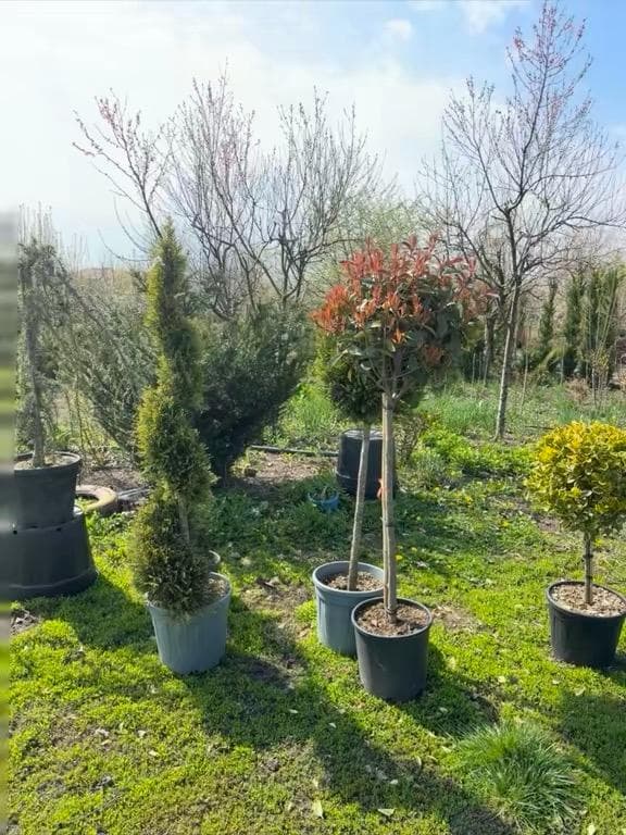 Plante Ornamentale Premium