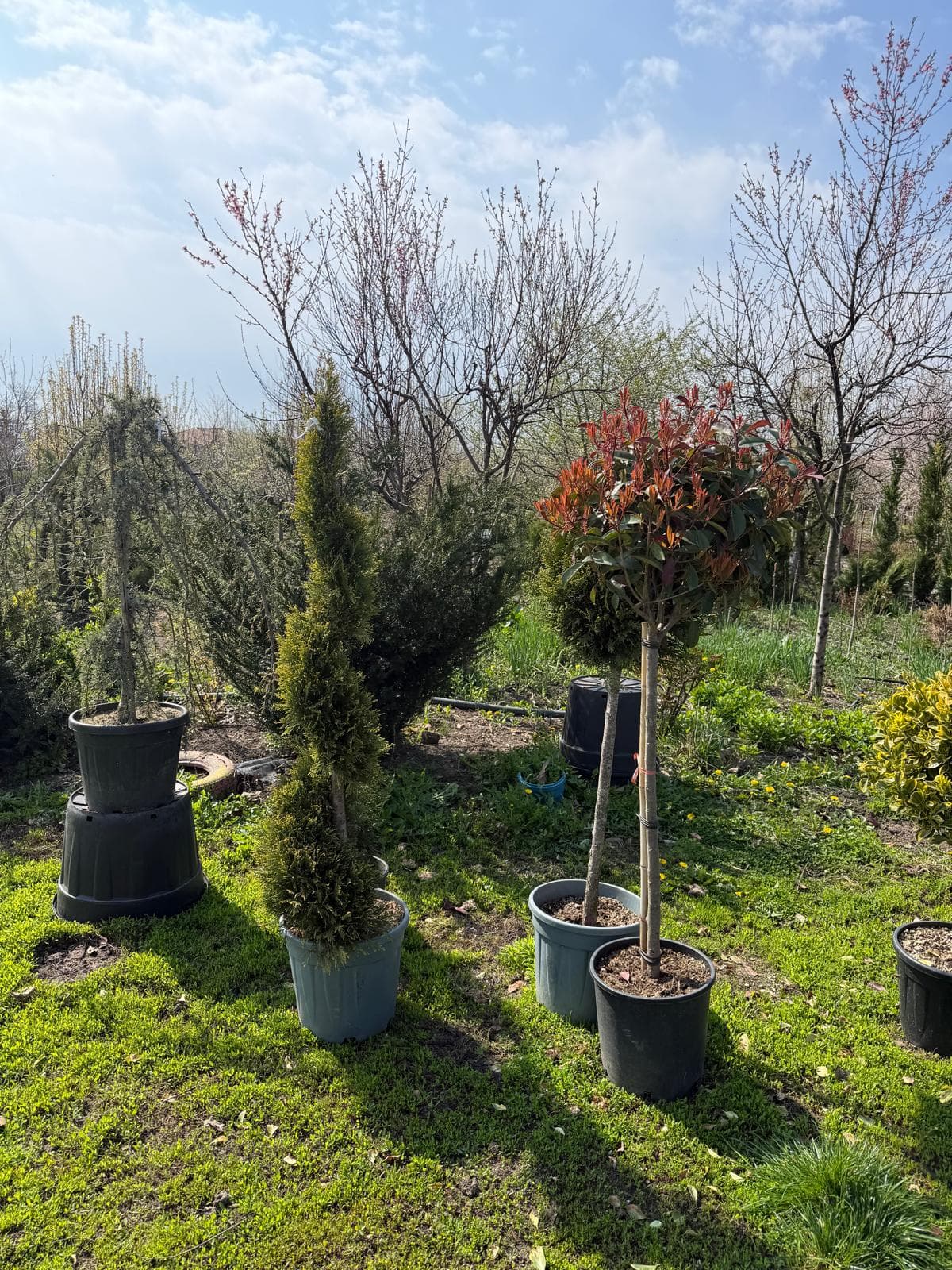Arbuști Ornamentali Selectați